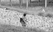 夏邑县村民在黄花菜地里喷洒除草剂