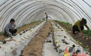 太平镇打造6000亩甜瓜种植基地