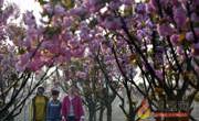 夏邑县樱花园的樱花绽放吸引许多居民观赏