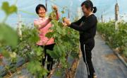 夏邑县北岭镇新型职业农民崔根生高效农业大棚内              -------葡萄花开了