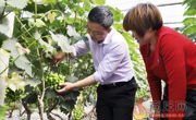 新型职业农民指导工人给葡萄疏果