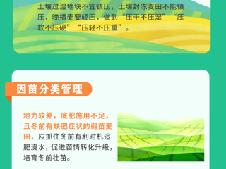 一图读懂丨河南省印发2022年小麦冬前管理技术指导意见